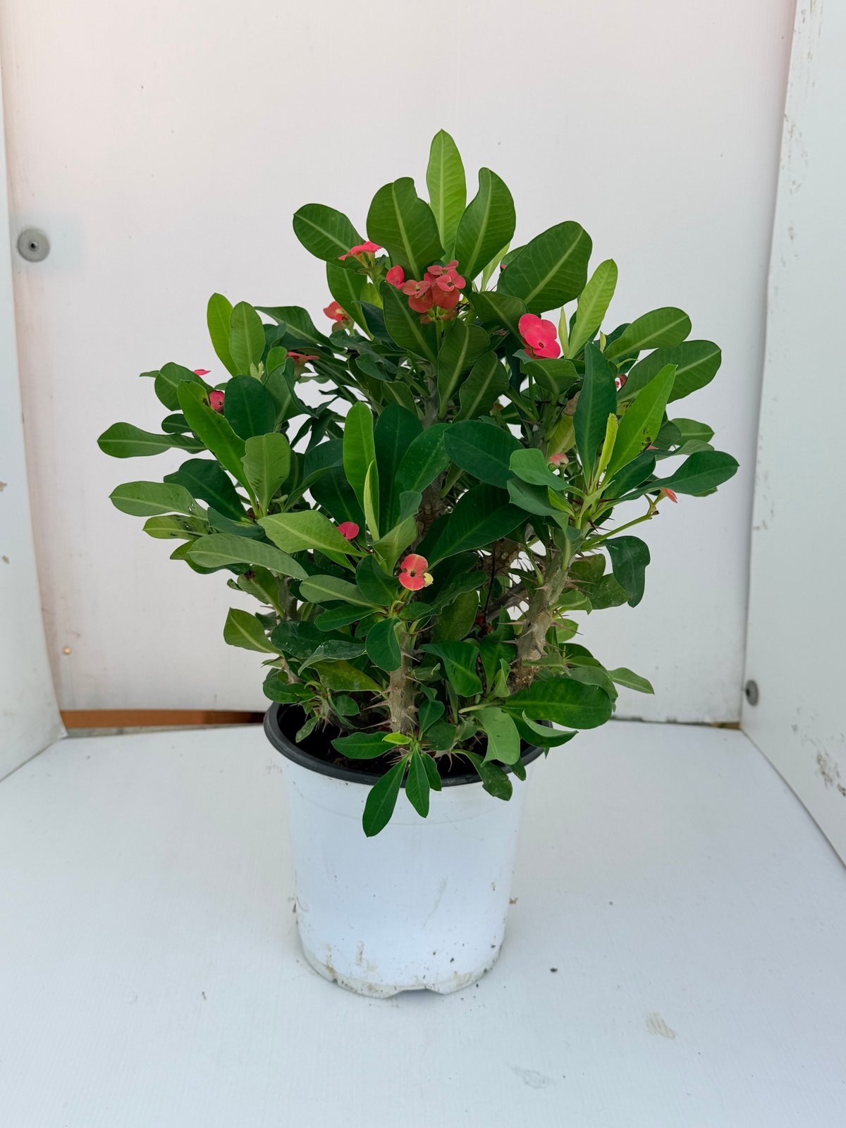 Euphorbia milii Ø17
