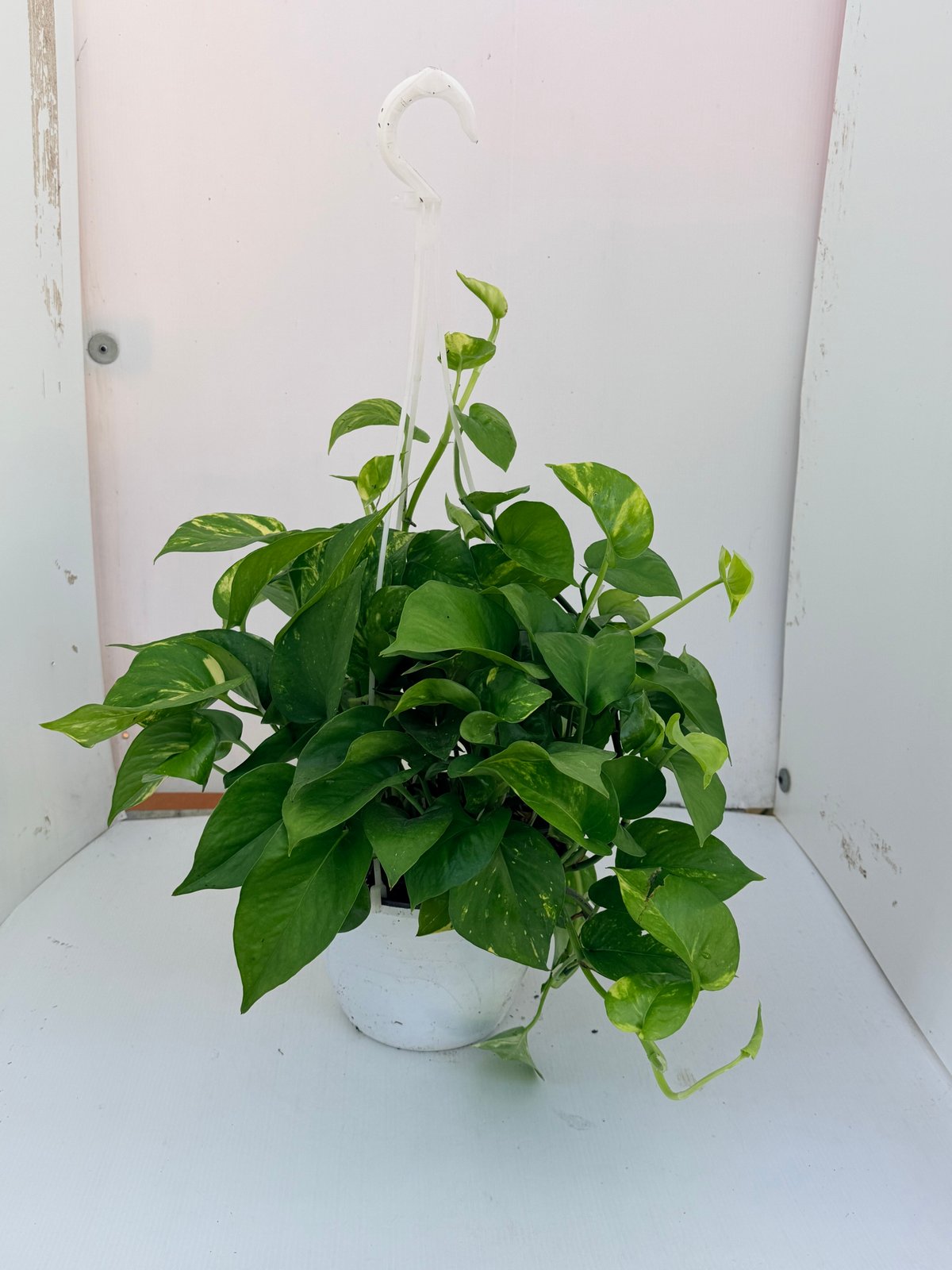 Pothos basket Ø18