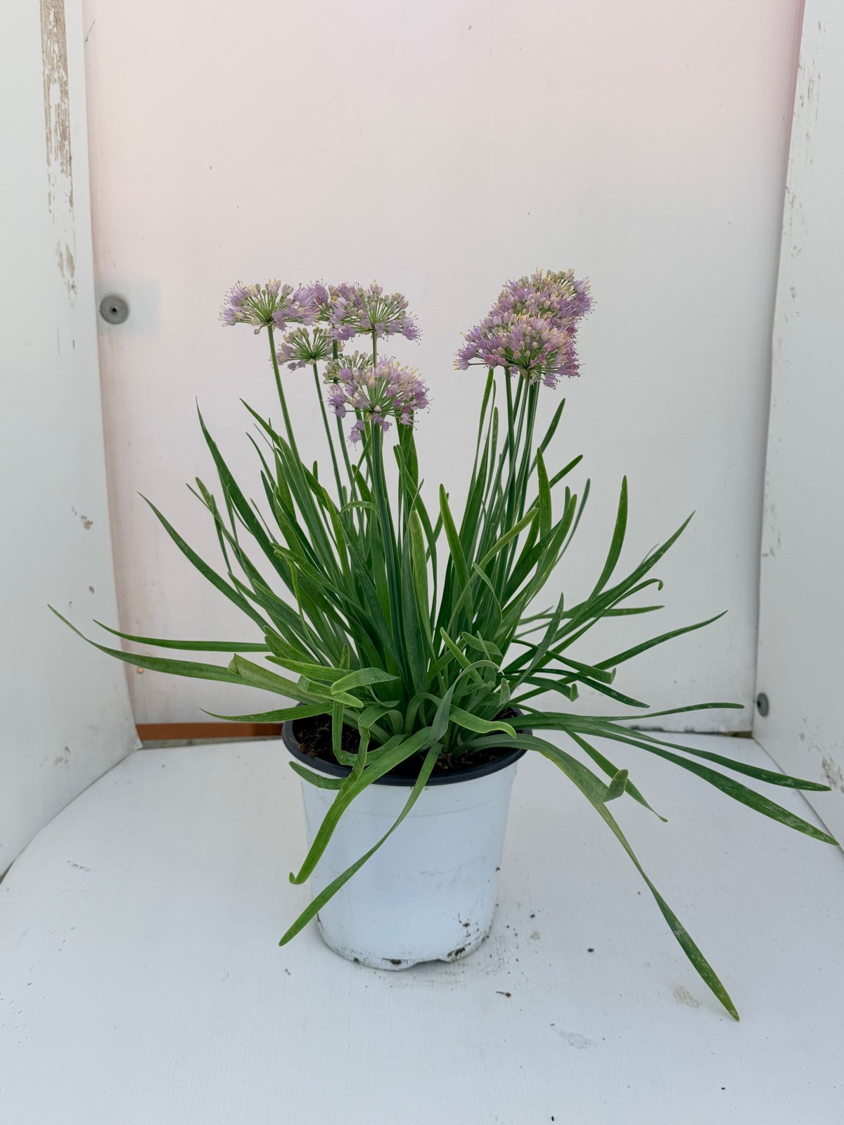 Allium