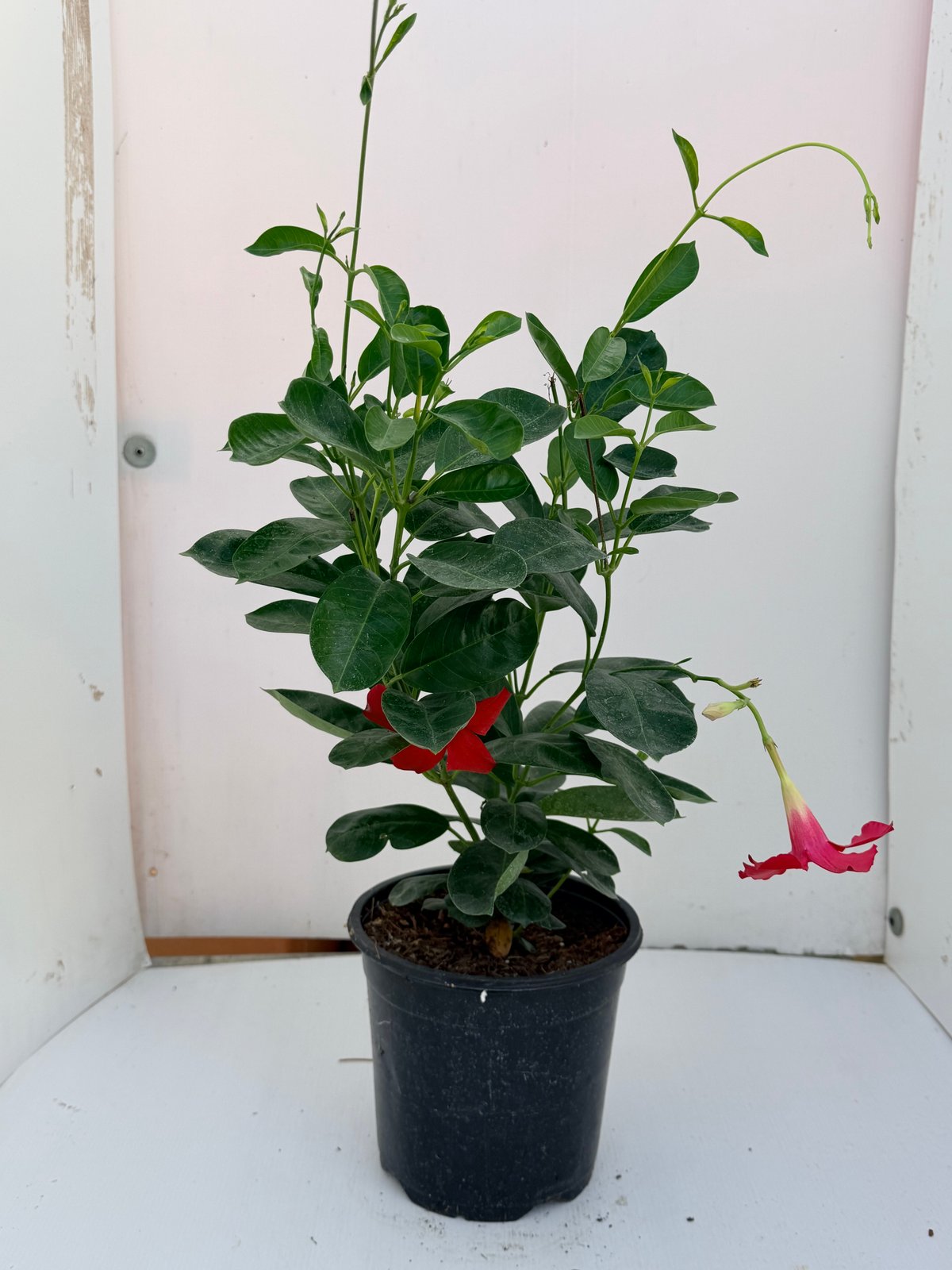 Dipladenia Ø17