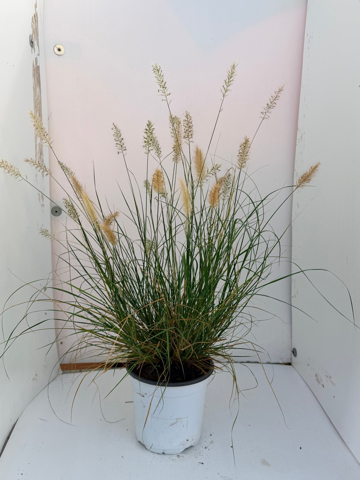 Pennisetum