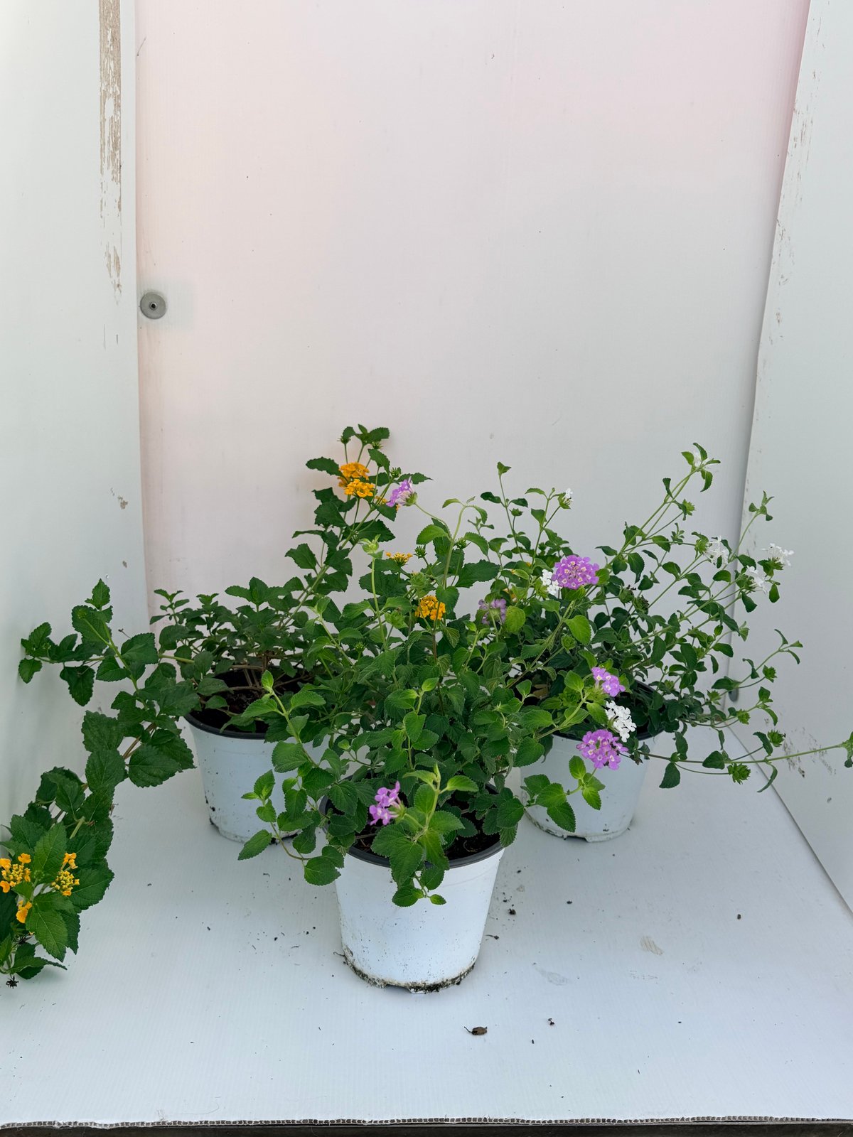 Lantana sellowiana mix