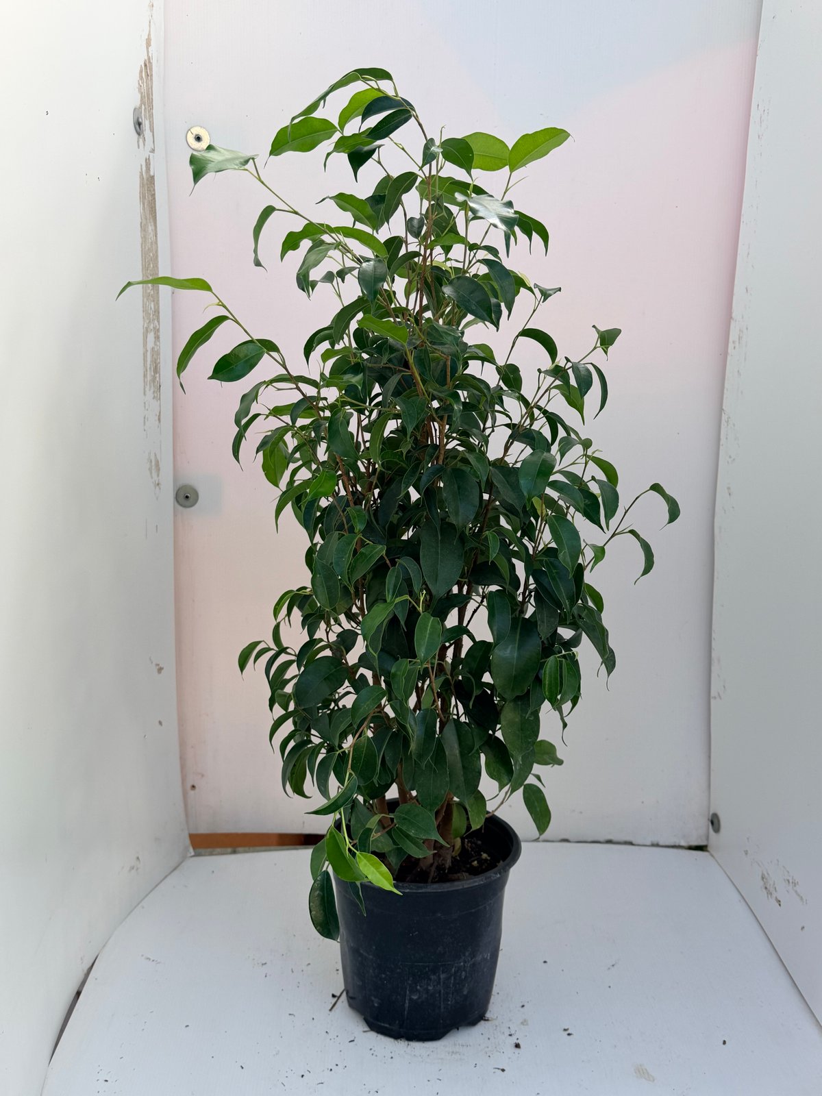 Ficus benjamina