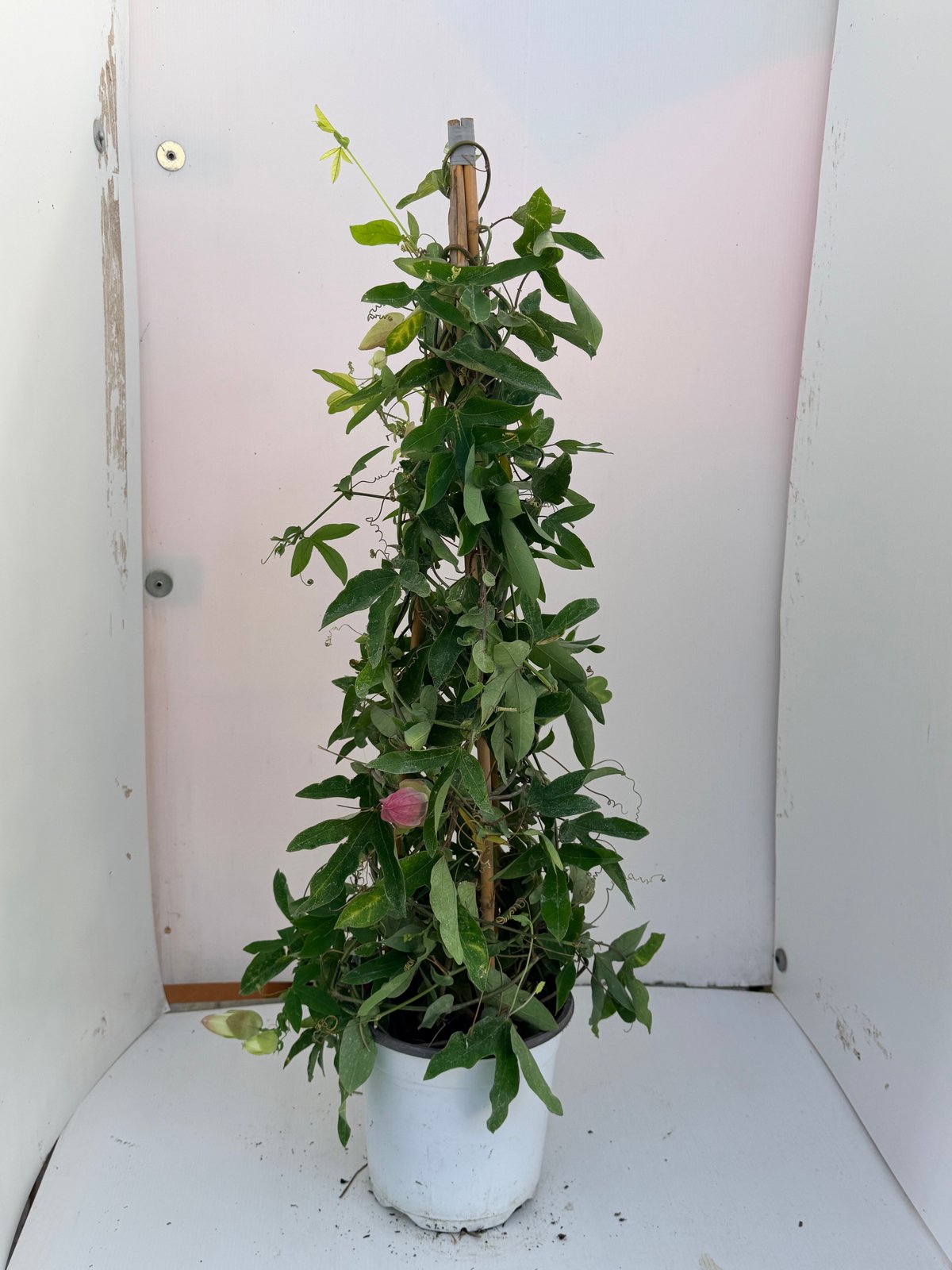 Passiflora