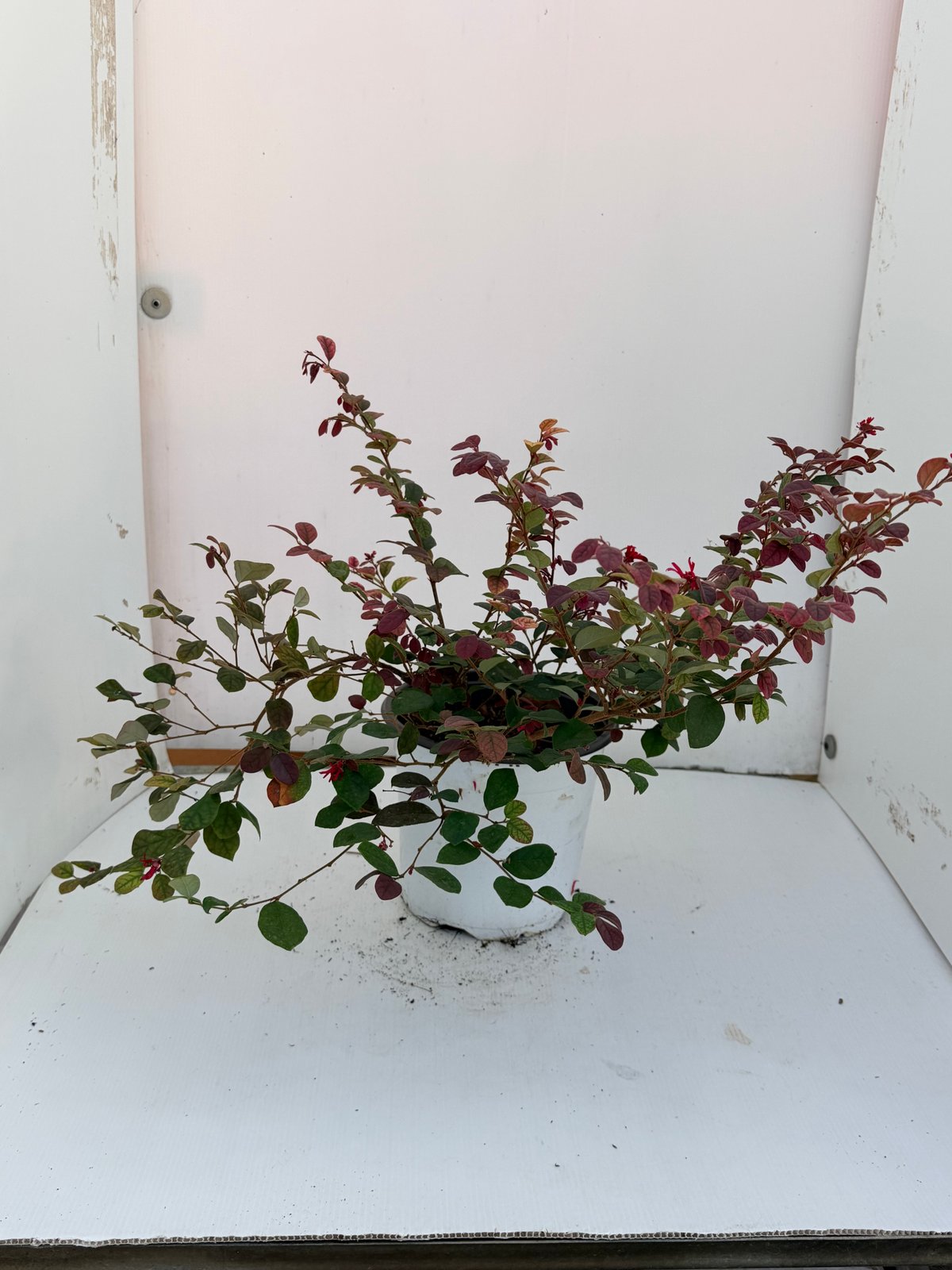 Loropetalum