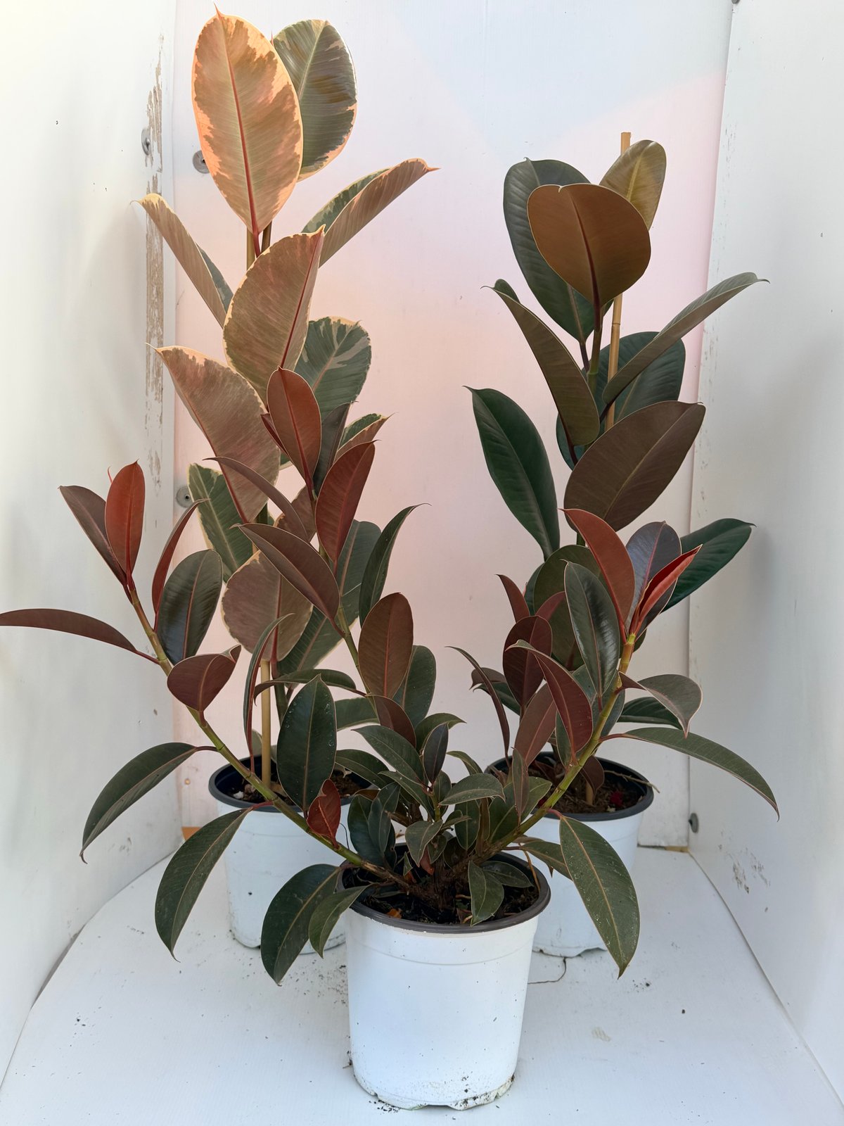 Ficus robusta