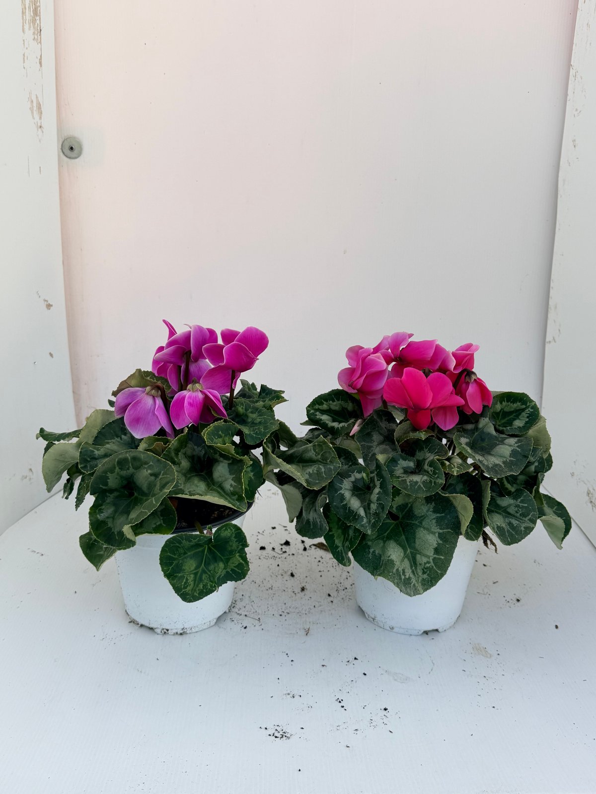 Ciclamino Ø14 plastica
